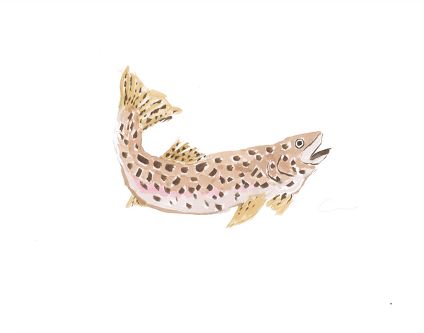 Trout PRINTS Bundled or Individual