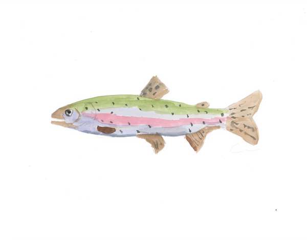 Trout PRINTS Bundled or Individual