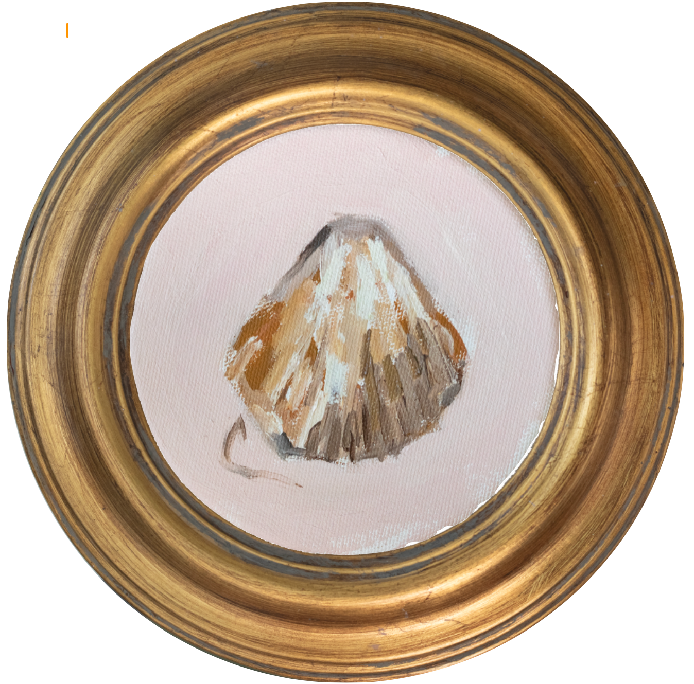 Atlantic Cockle 1 -5x5 (~7"x7 framed)