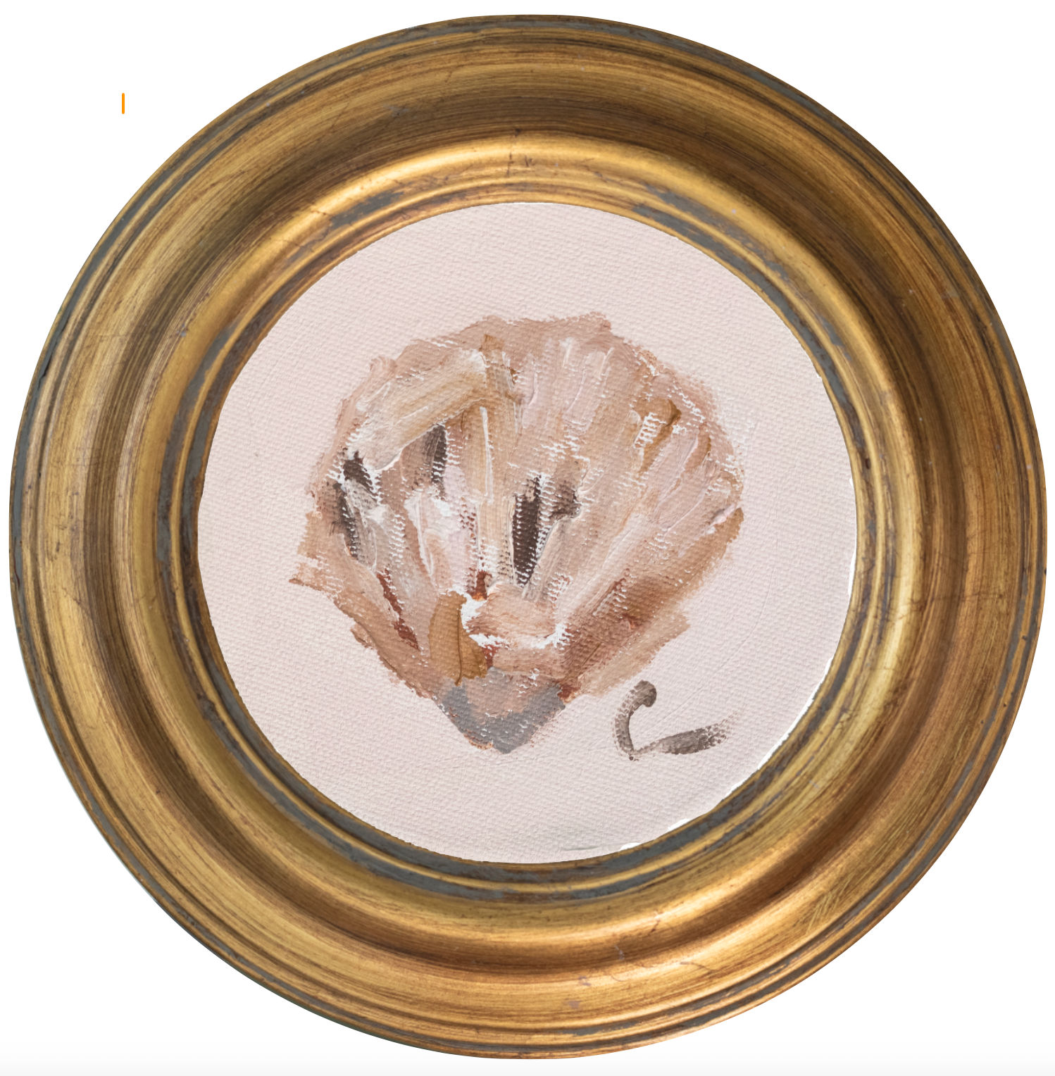 Atlantic Cockle 2 -5x5 (~7"x7 framed)