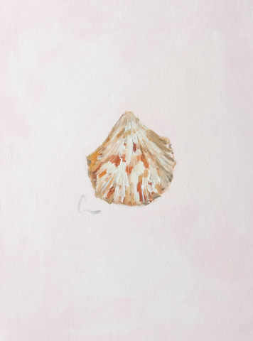 Atlantic Cockle (2b) - 12X16" (Comes Framed)