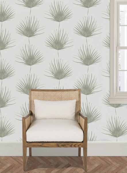 Fan Palm- Wallpaper