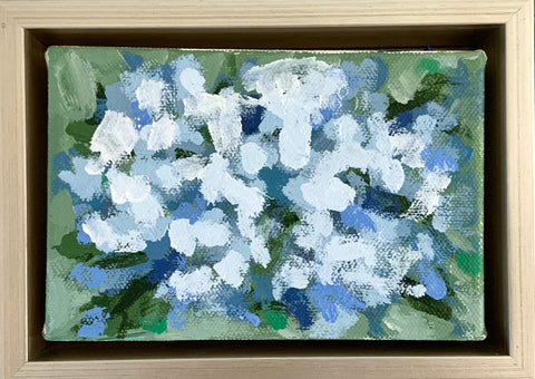 Blue Hydrangeas in Bloom- 6x4