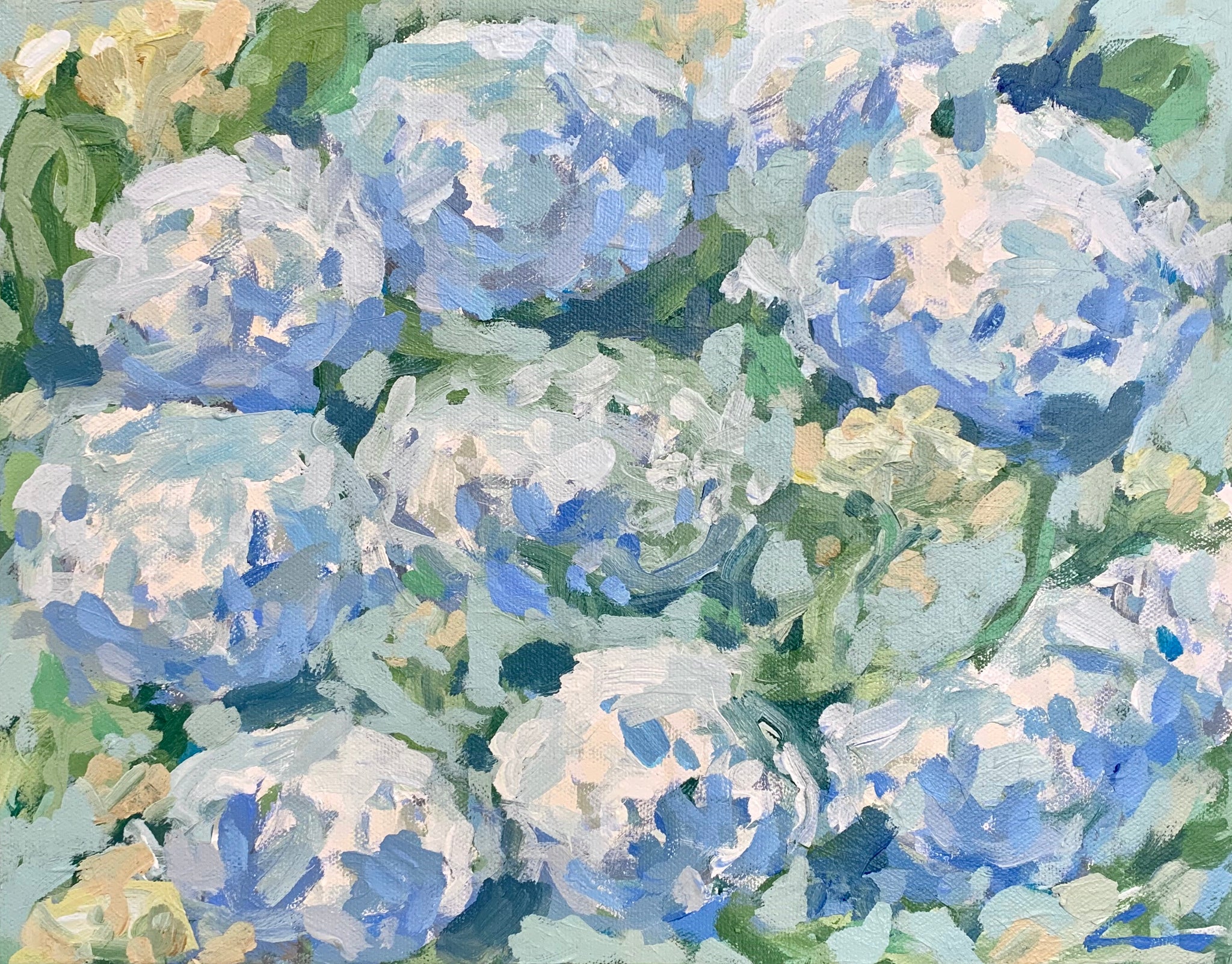 Hydrangeas in Bloom- 14x11
